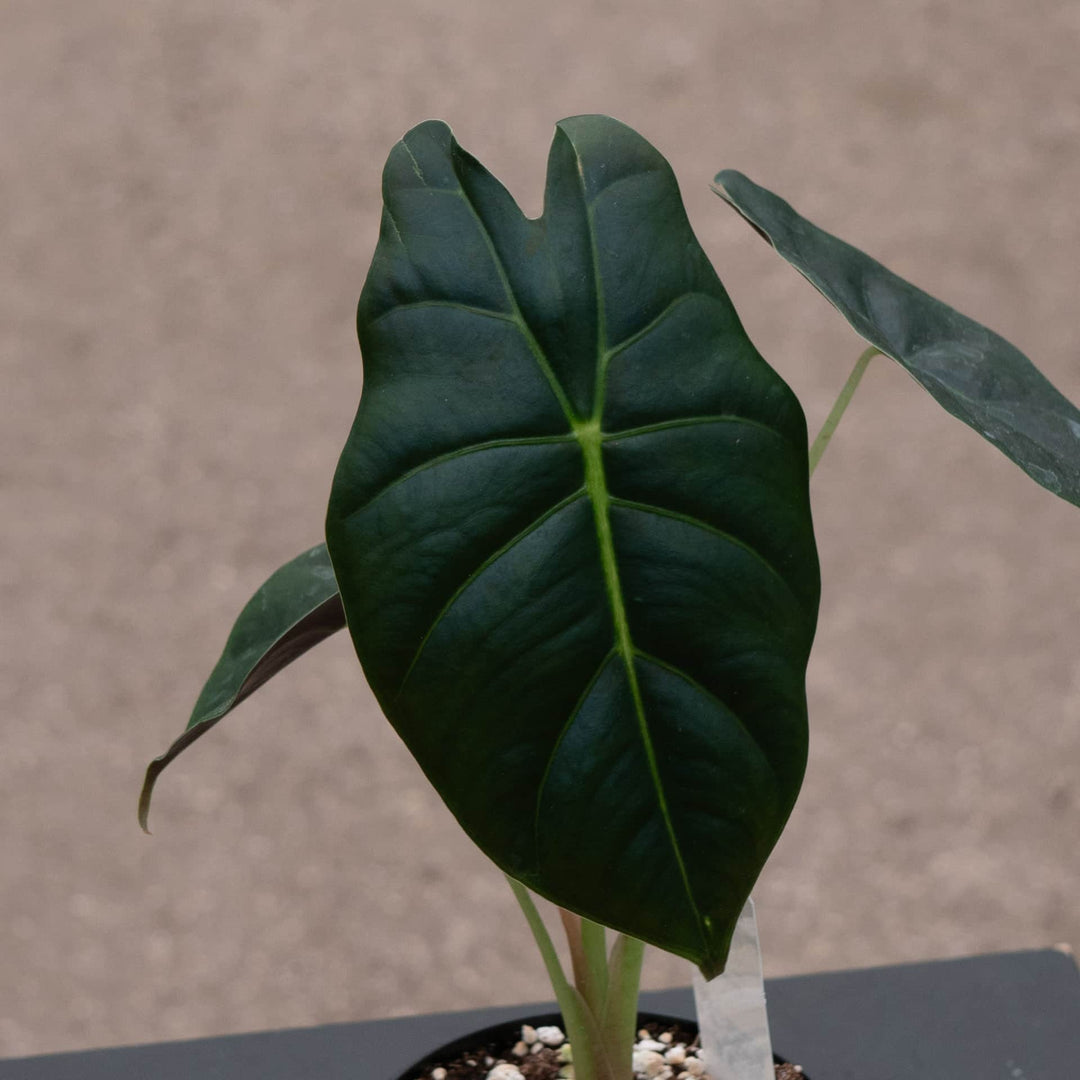 Gabriella Plants Alocasia 4" Alocasia 'Golden Bone'