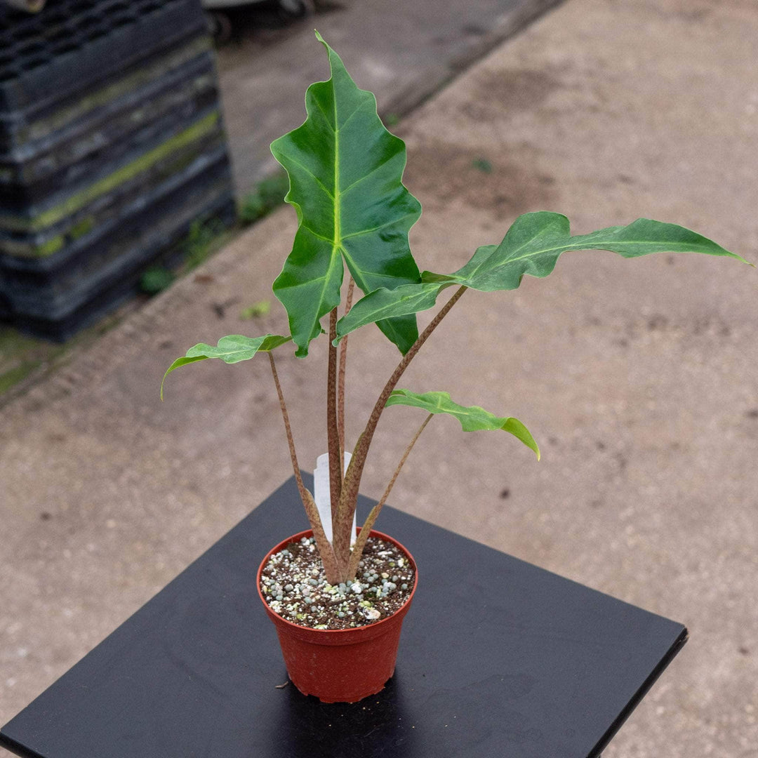 alocasia plant indoor or outdoor Alocasia 'Golden Dragon'