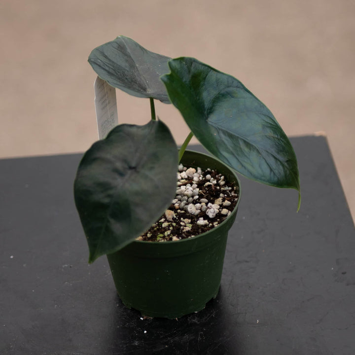 Gabriella Plants Alocasia 4" Alocasia 'Green Unicorn'