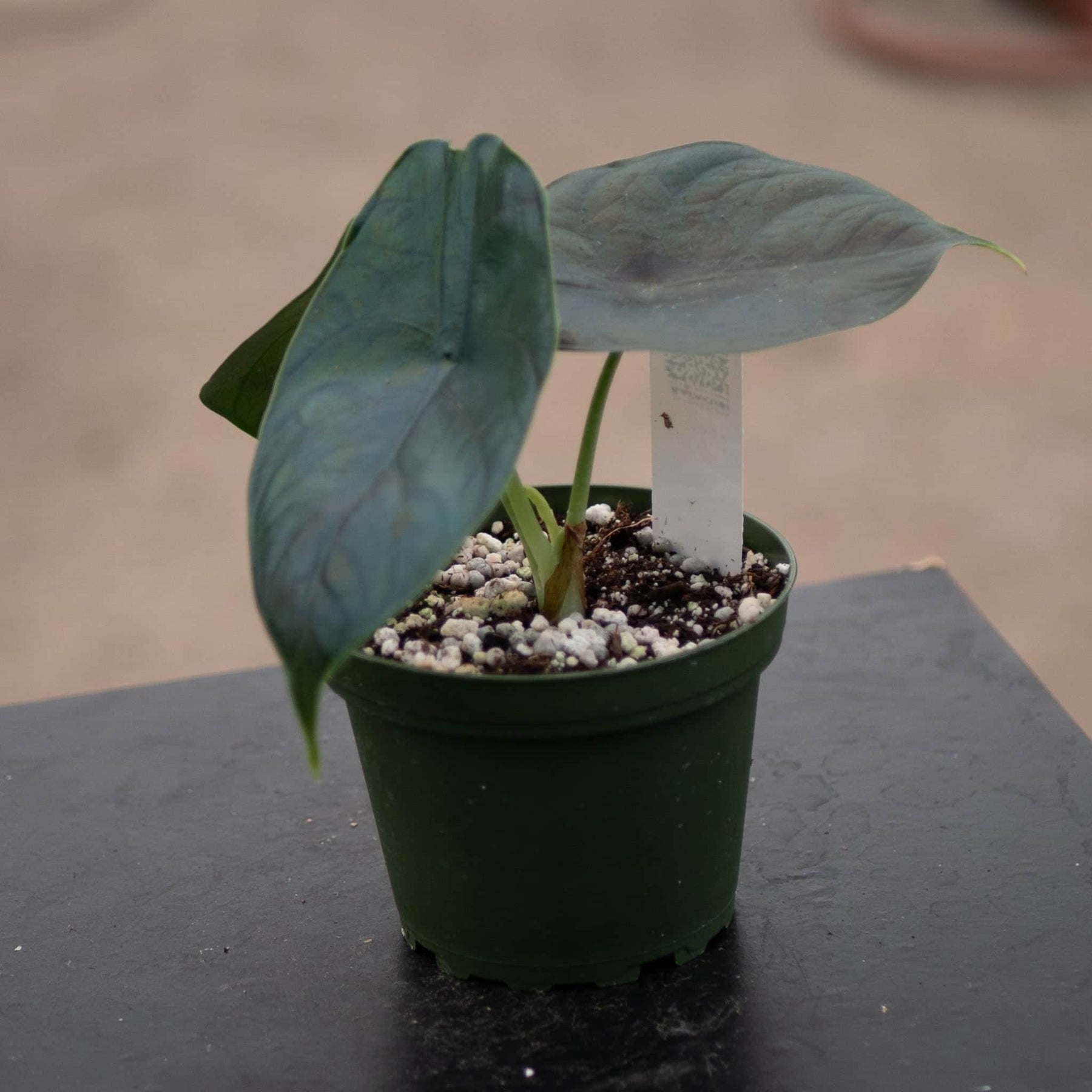 unicorn plant philodendron Alocasia 'Green Unicorn'
