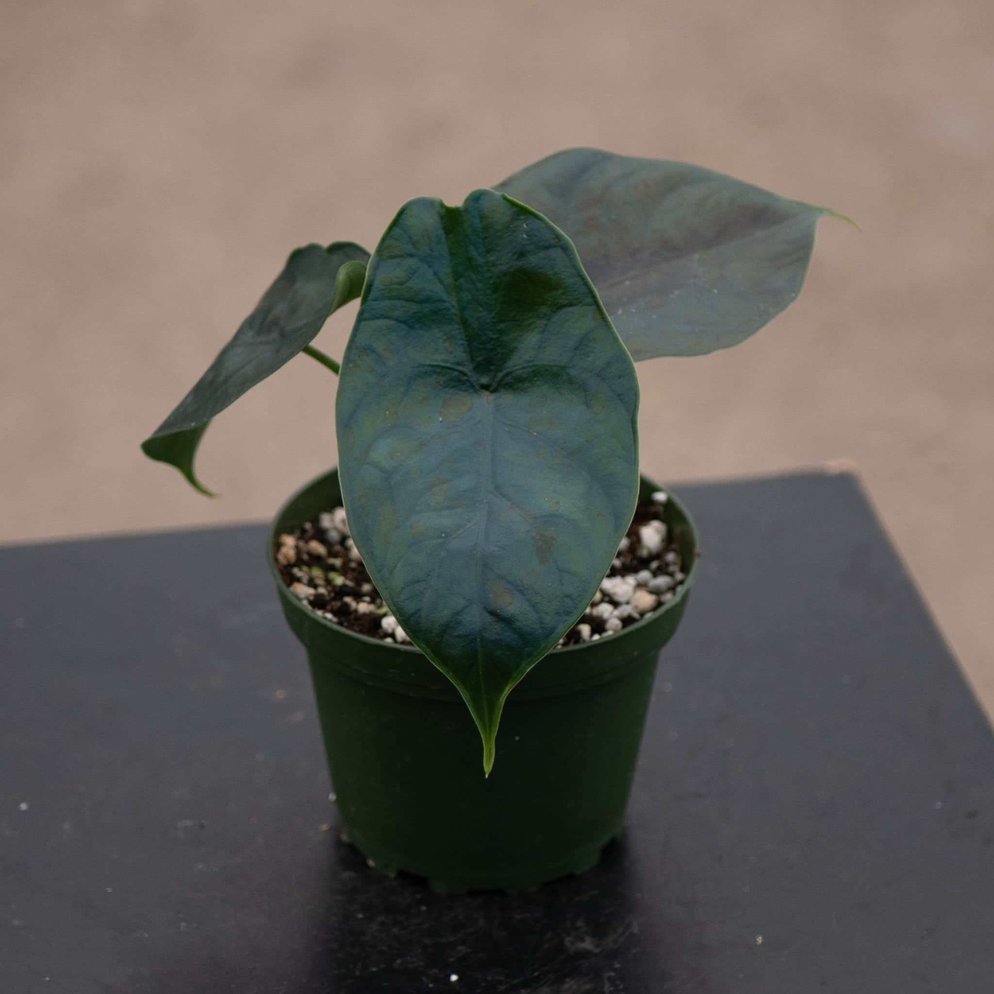 Alocasia 'Green Unicorn' - Gabriella Plants