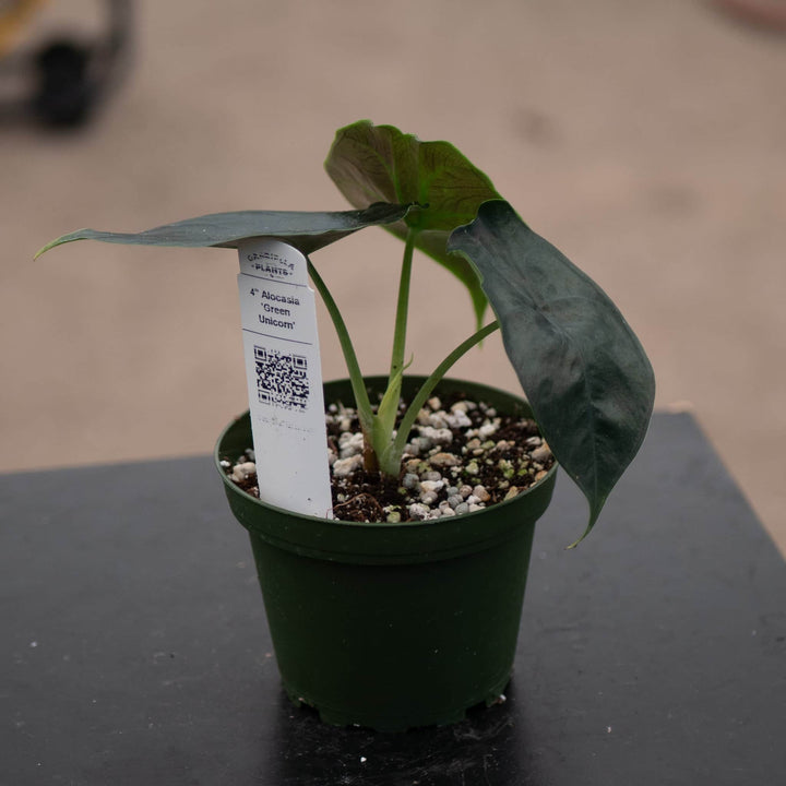 Gabriella Plants Alocasia 4" Alocasia 'Green Unicorn'