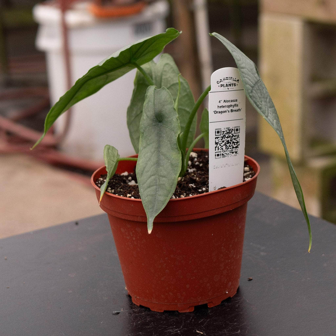 dragon's breath potted plant Alocasia heterophylla 'Dragon's Breath'