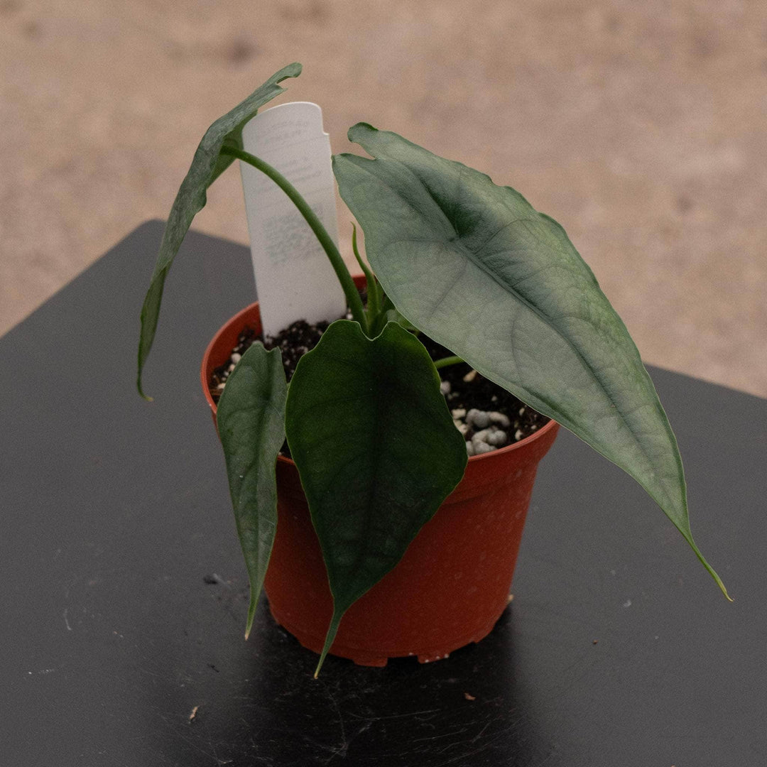 dragon's breath indoor plant Alocasia heterophylla 'Dragon's Breath'