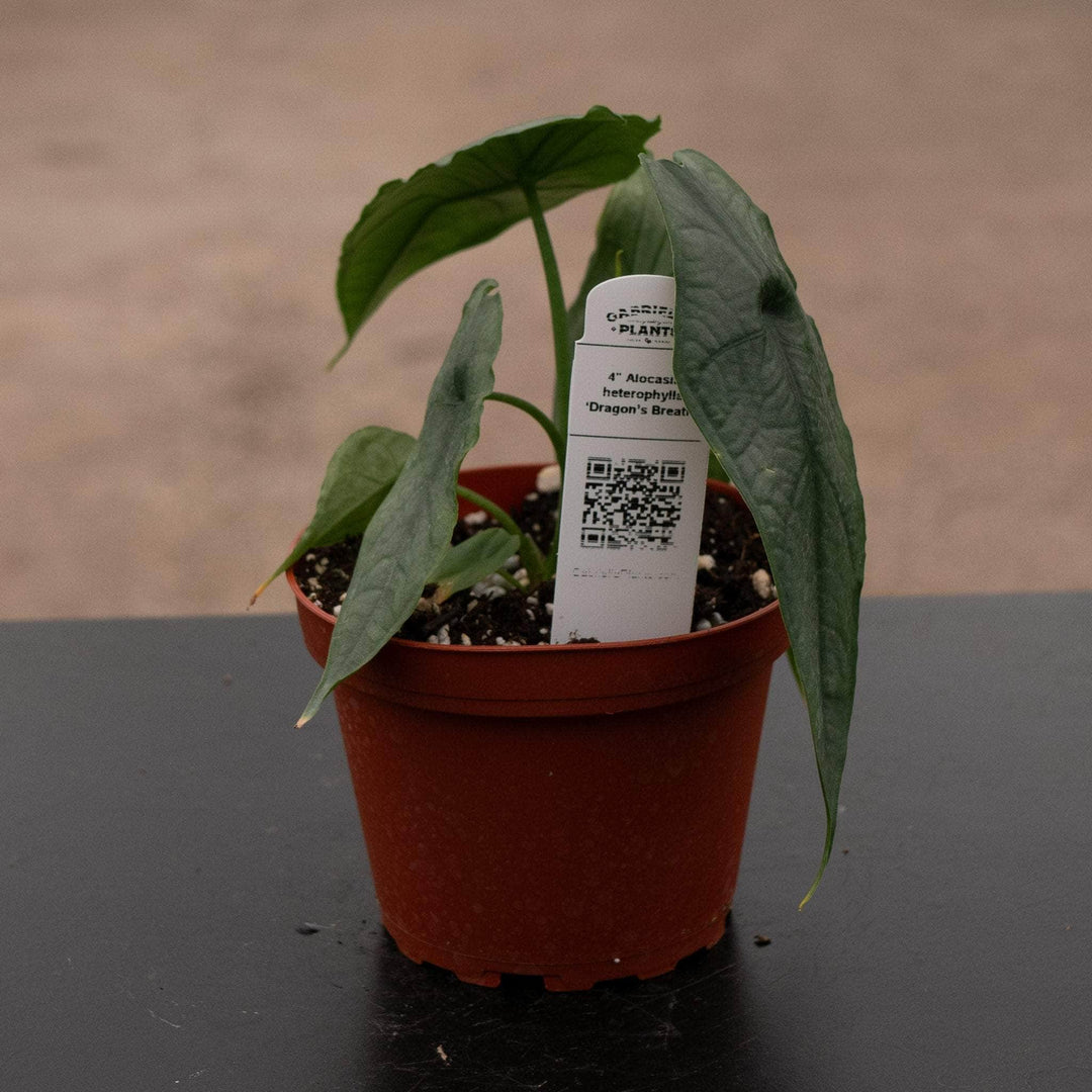 dragon's breath plant indoor Alocasia heterophylla ‘Dragon’s Breath’