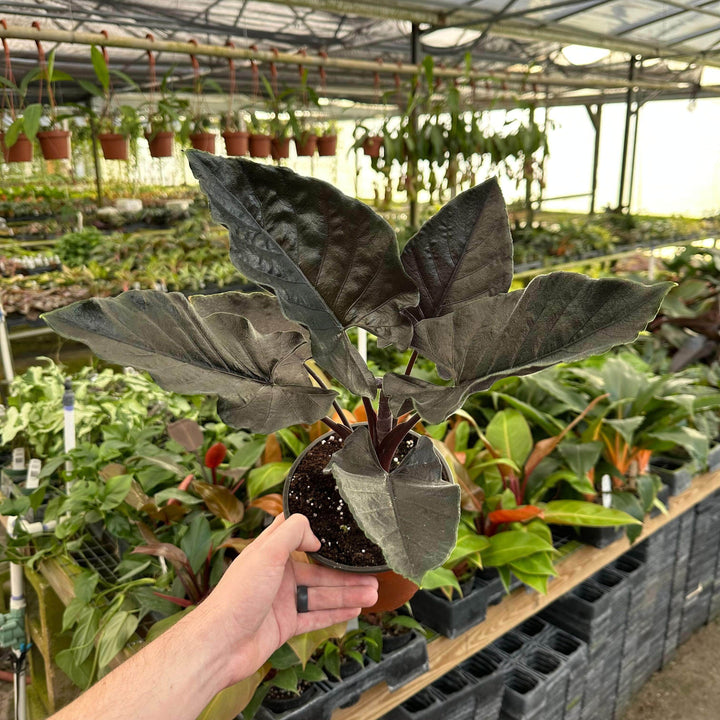 Gabriella Plants Alocasia Alocasia infernalis 'Kapit'