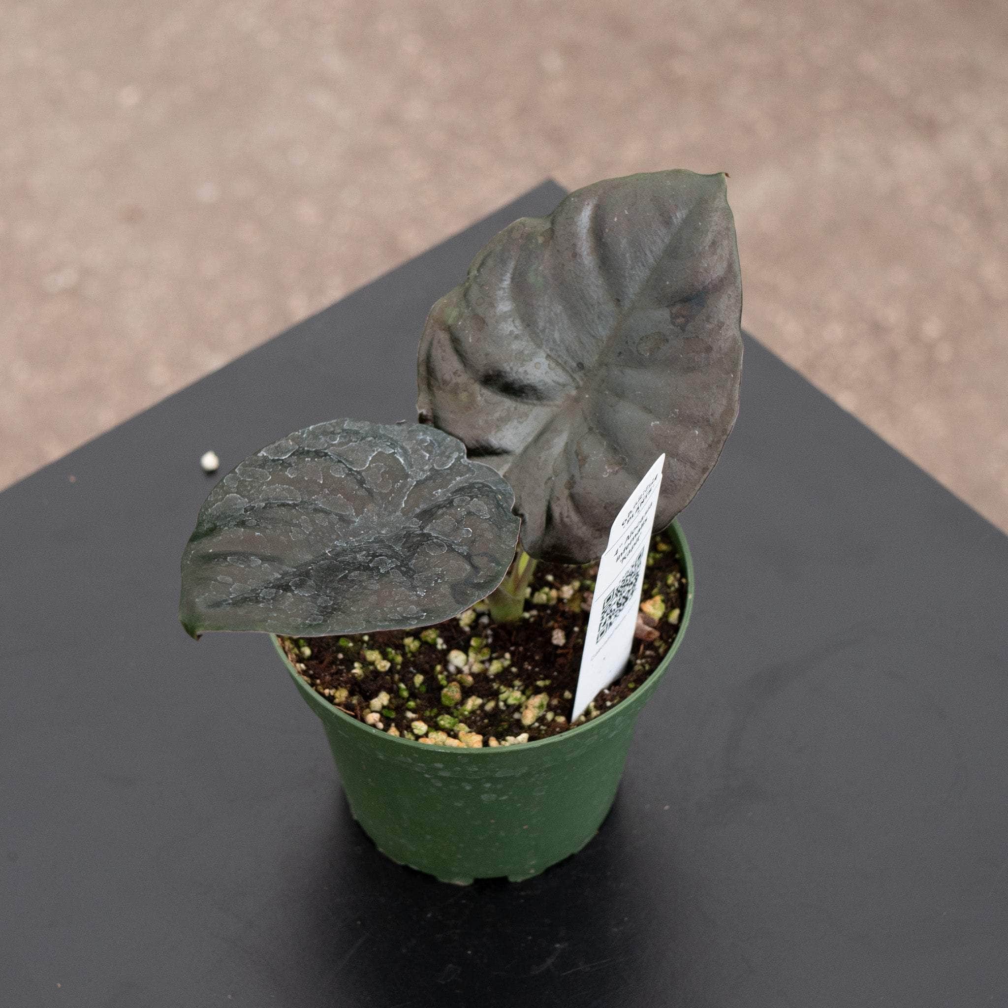 Alocasia infernalis 'Kapit' - Gabriella Plants