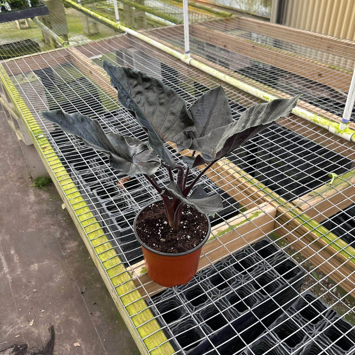 Gabriella Plants Alocasia 6" Alocasia infernalis 'Kapit'