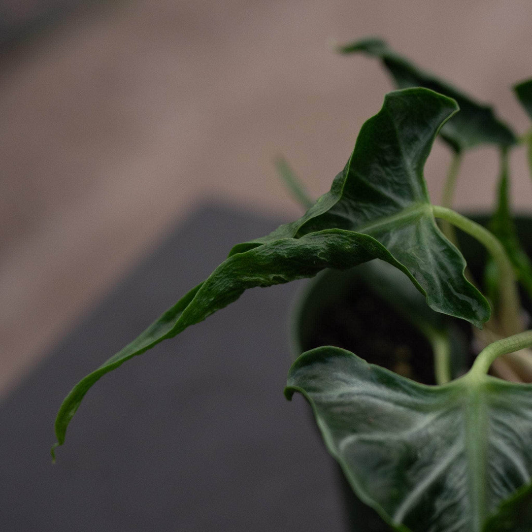 Gabriella Plants Alocasia 4" Alocasia ‘Loco’