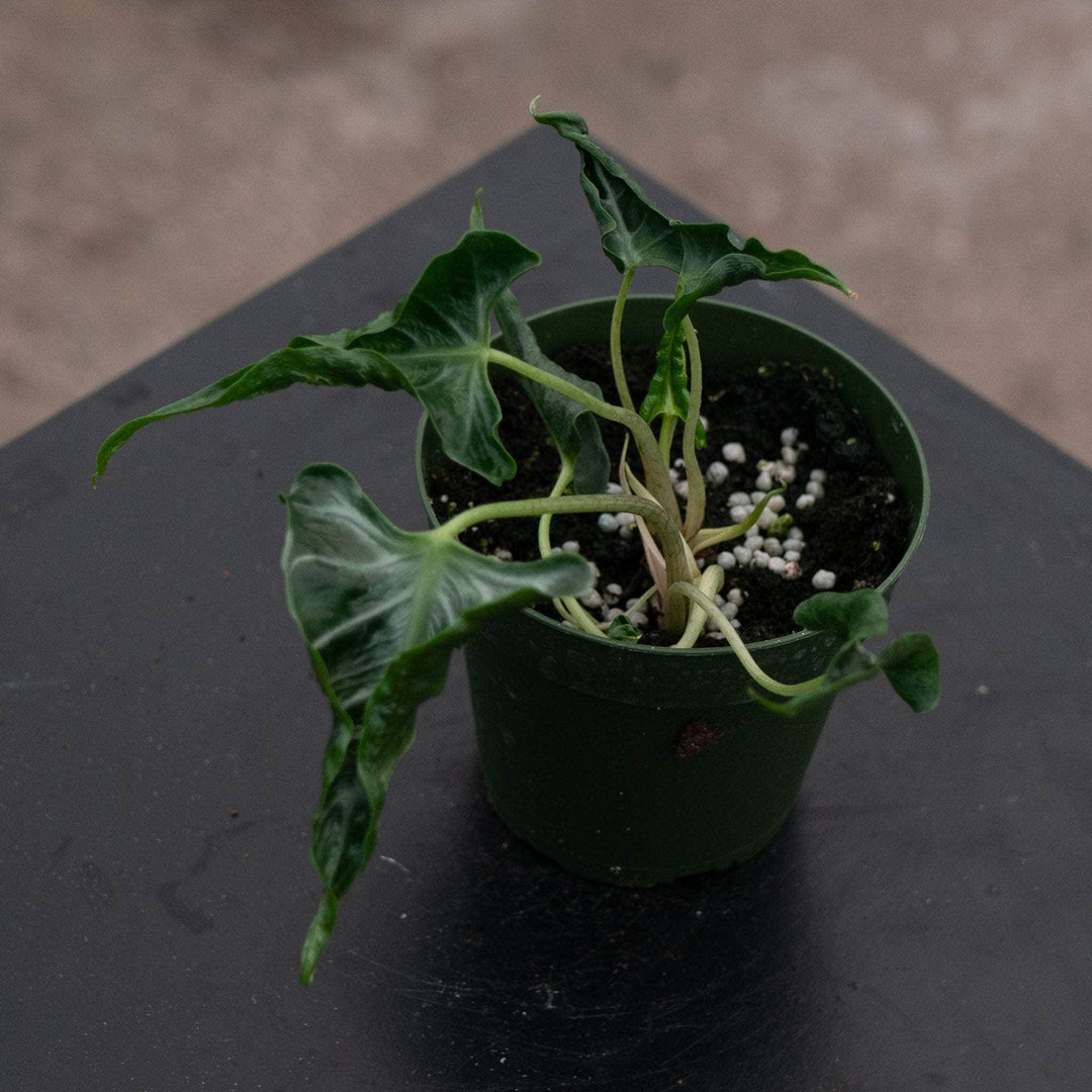 Gabriella Plants Alocasia 4" Alocasia ‘Loco’