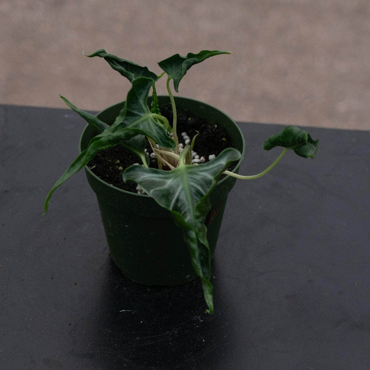 Gabriella Plants Alocasia 4" Alocasia ‘Loco’