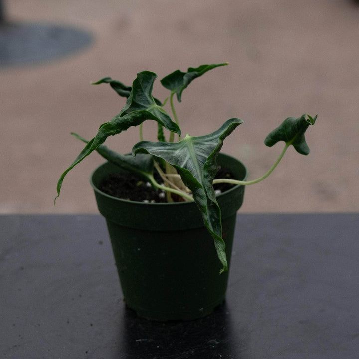 Gabriella Plants Alocasia 4" Alocasia ‘Loco’