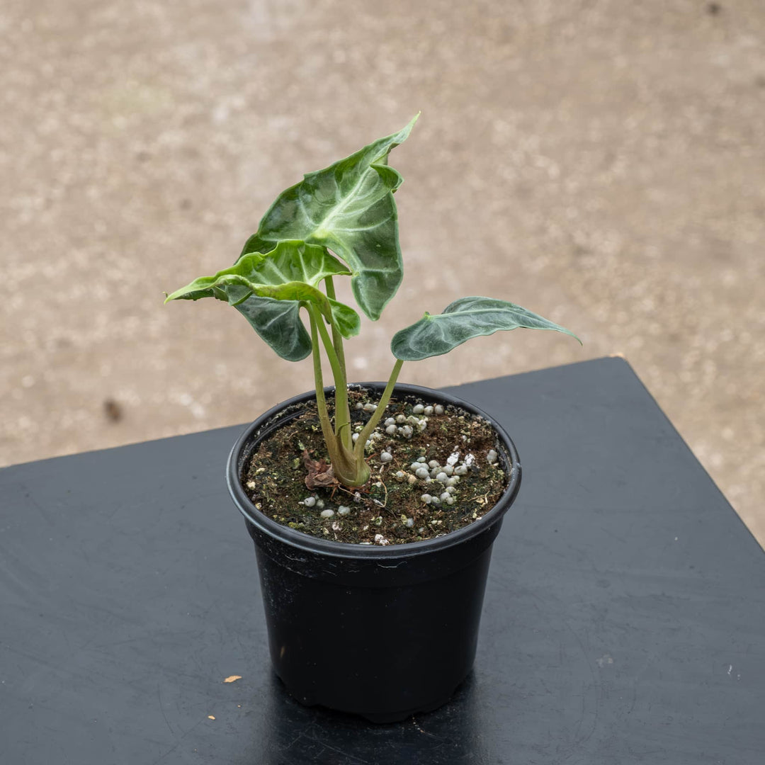 Gabriella Plants Alocasia 4" Alocasia ‘Loco’
