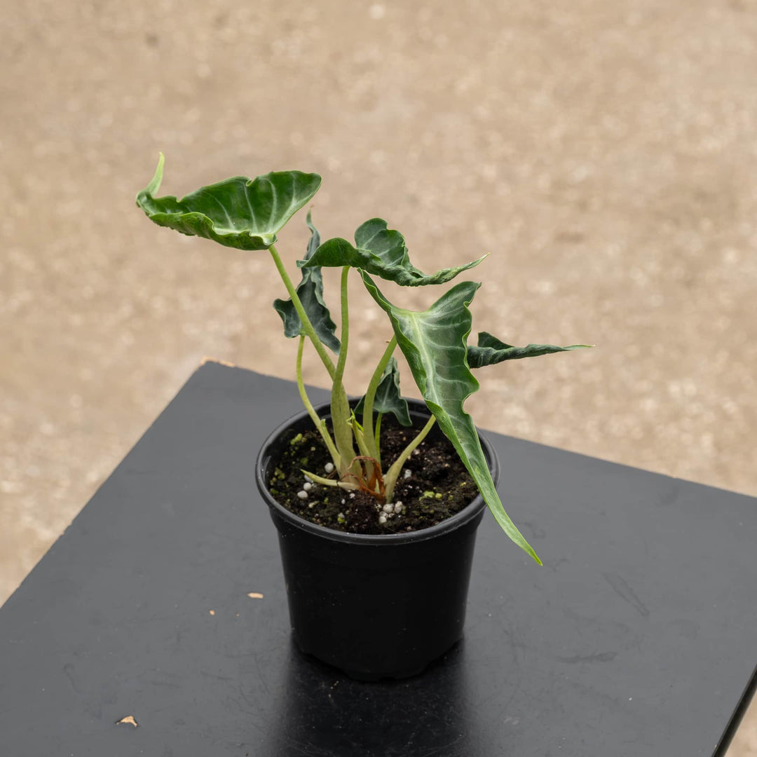 Gabriella Plants Alocasia 4" Alocasia ‘Loco’