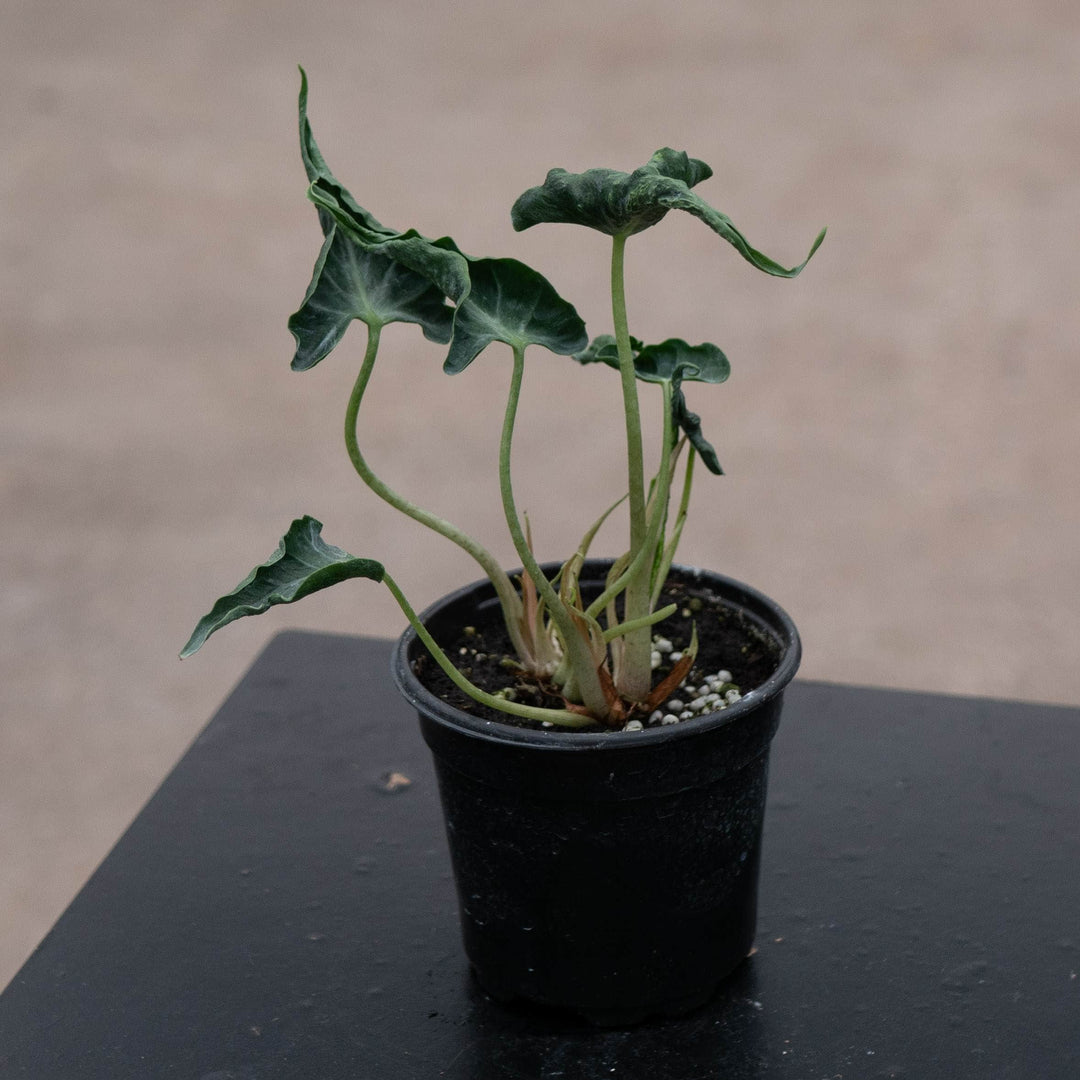 Gabriella Plants Alocasia 4" Alocasia ‘Loco’