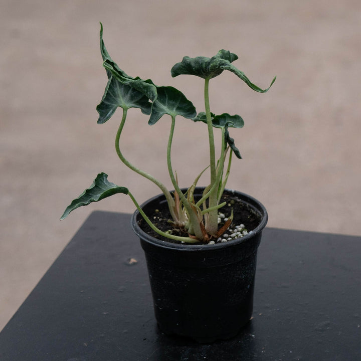 Gabriella Plants Alocasia 4" Alocasia ‘Loco’