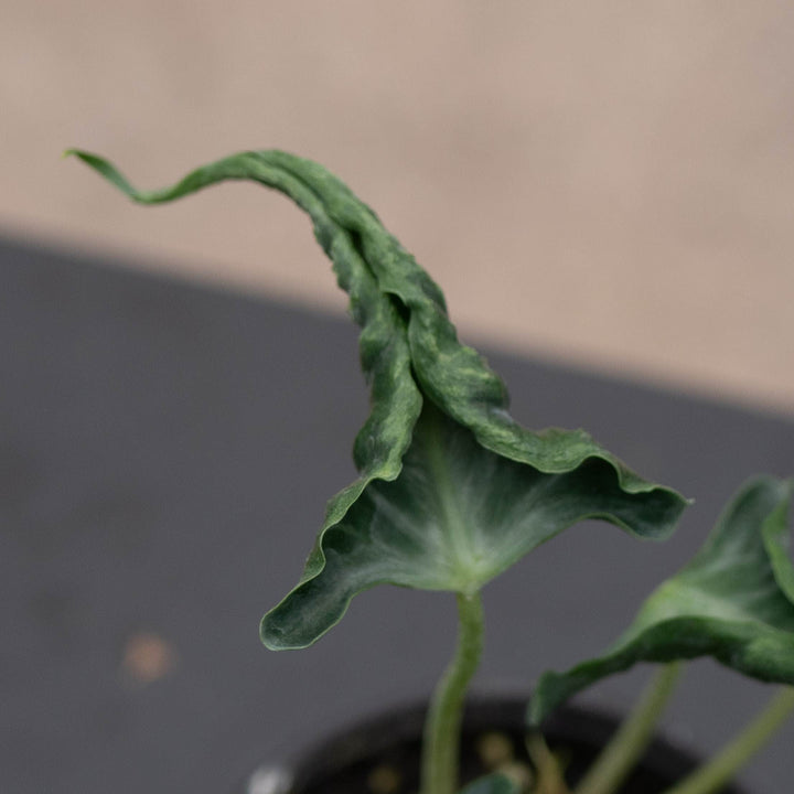Gabriella Plants Alocasia 4" Alocasia ‘Loco’