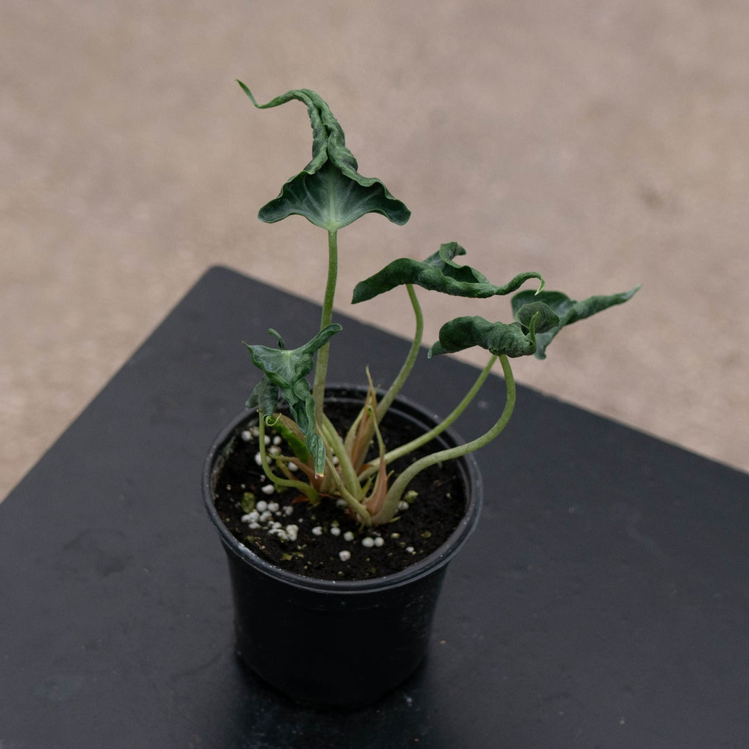 Gabriella Plants Alocasia 4" Alocasia ‘Loco’