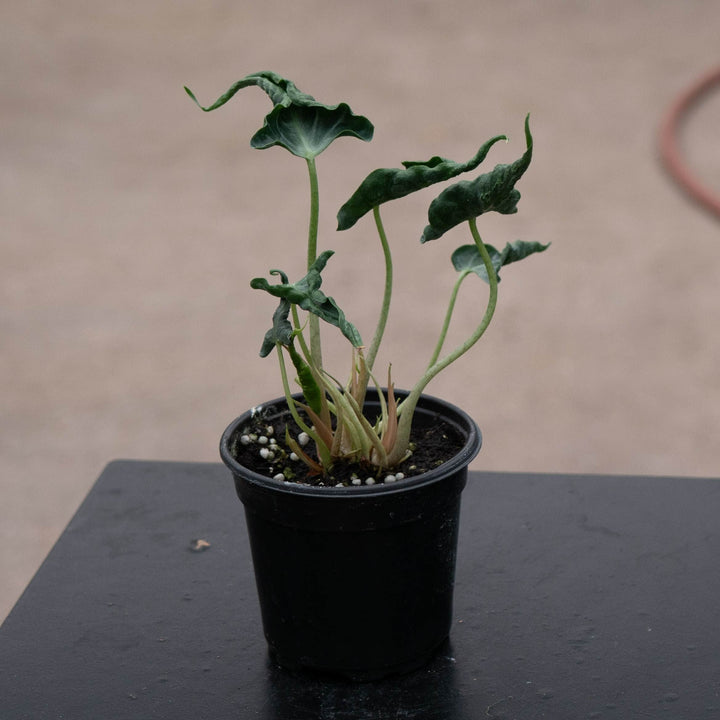 Gabriella Plants Alocasia 4" Alocasia ‘Loco’