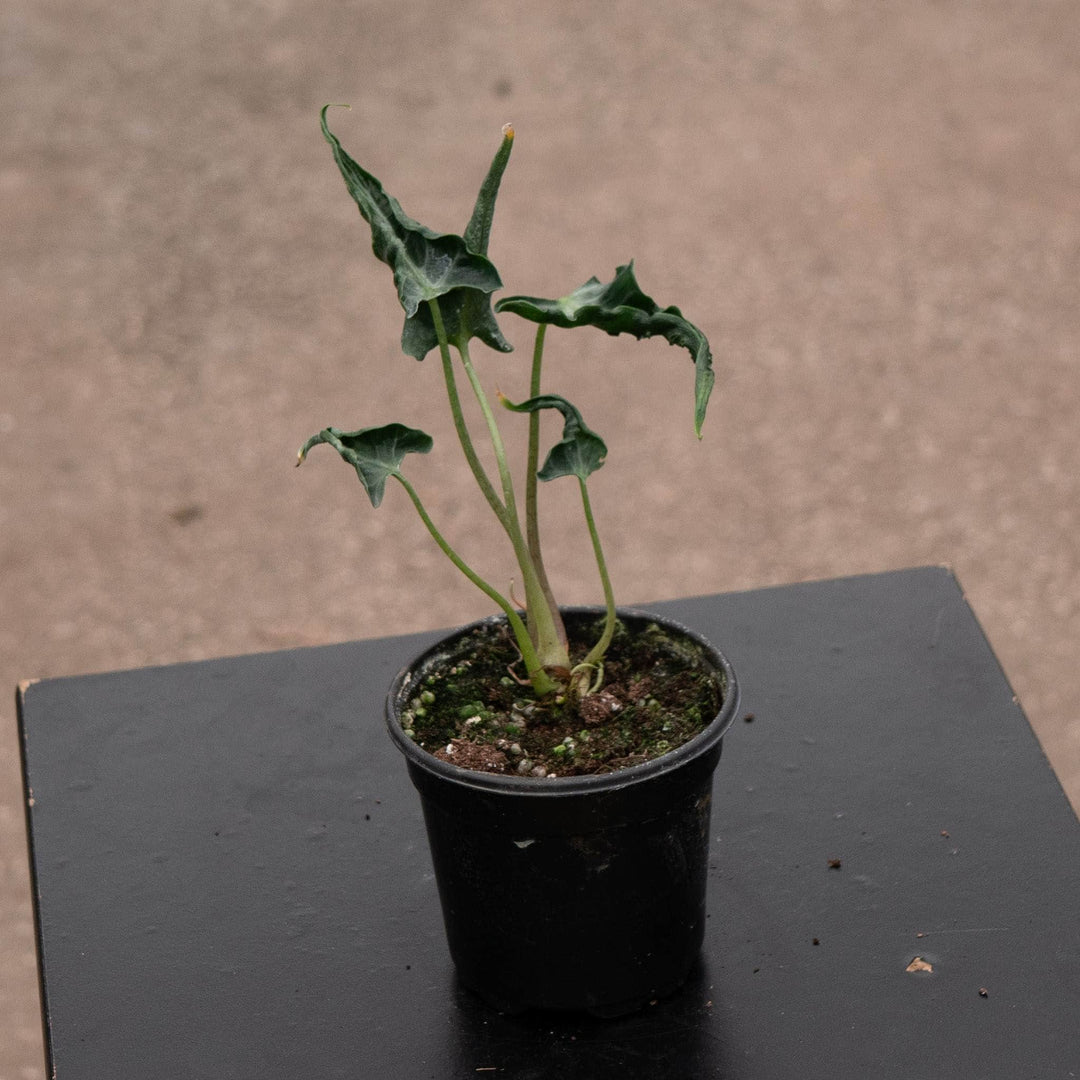 Gabriella Plants Alocasia 4" Alocasia ‘Loco’
