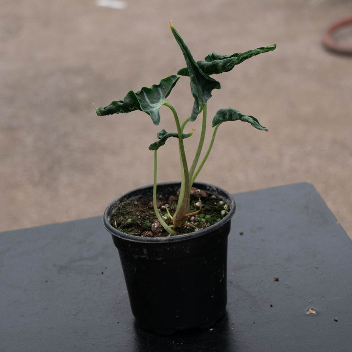 Gabriella Plants Alocasia 4" Alocasia ‘Loco’
