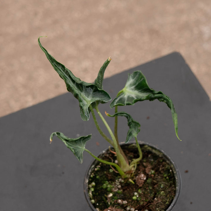 Gabriella Plants Alocasia 4" Alocasia ‘Loco’