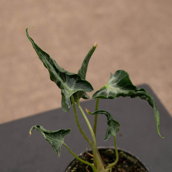 Gabriella Plants Alocasia 4" Alocasia ‘Loco’