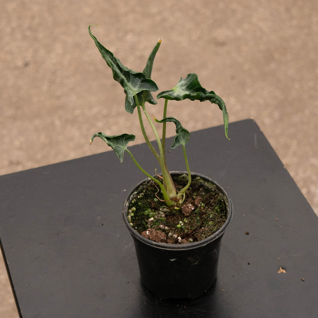 Gabriella Plants Alocasia 4" Alocasia ‘Loco’