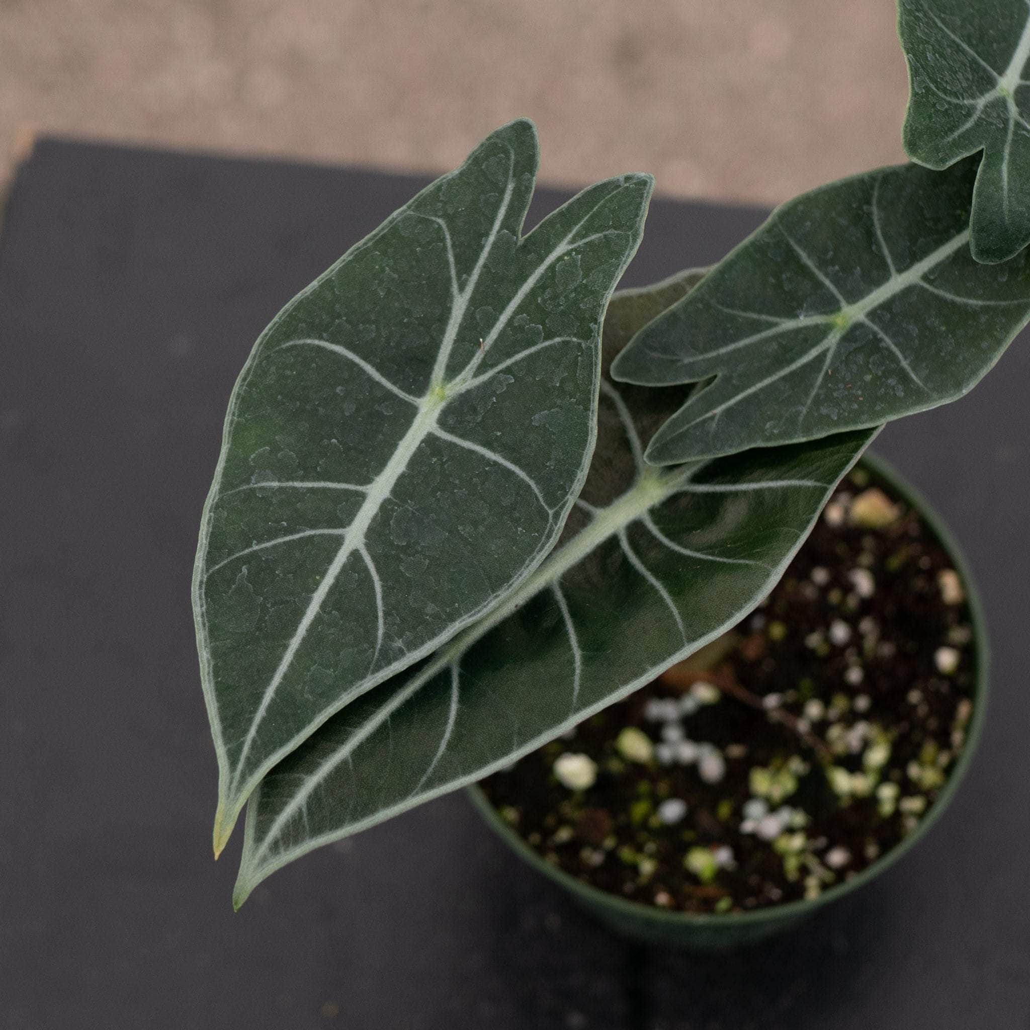 Alocasia longiloba 'Dragon's Tooth' - Gabriella Plants