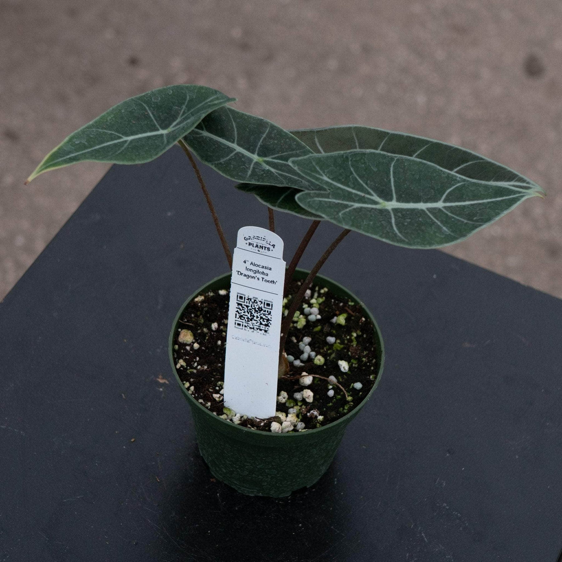 dragon tooth succulent Alocasia longiloba 'Dragon's Tooth'