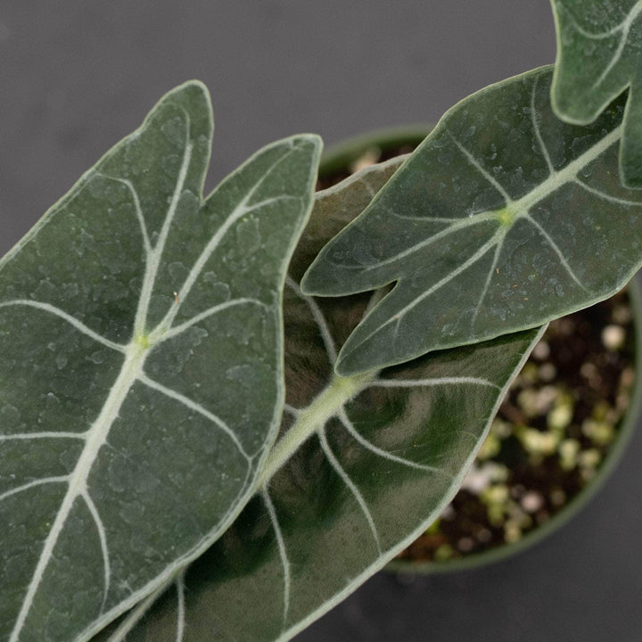 Gabriella Plants Alocasia Alocasia longiloba 'Dragon's Tooth'