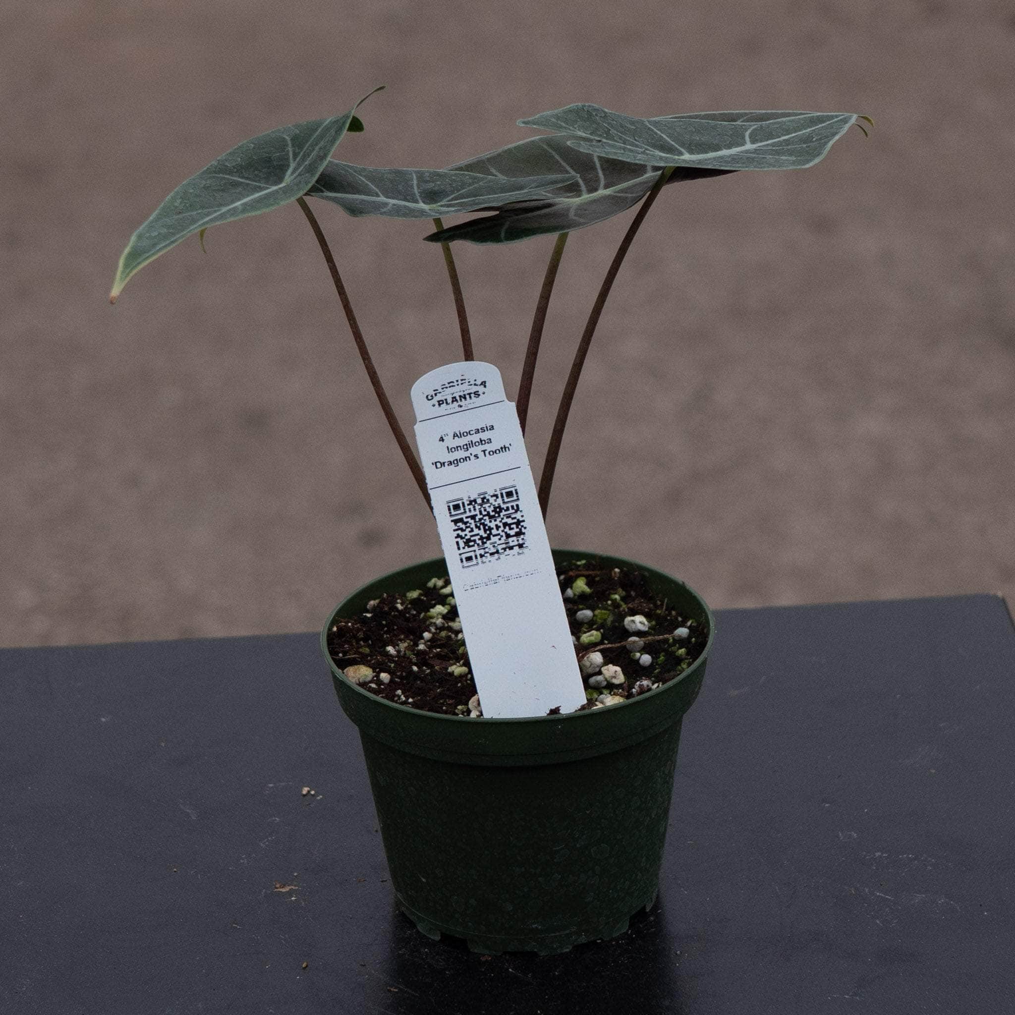 Alocasia longiloba 'Dragon's Tooth' - Gabriella Plants
