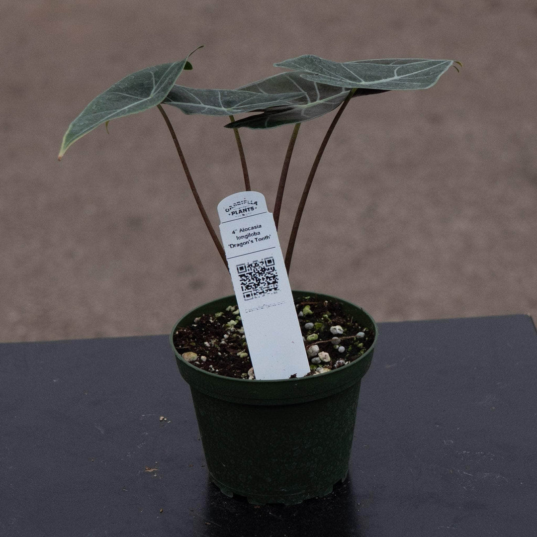 dragon tooth succulent Alocasia longiloba 'Dragon's Tooth'