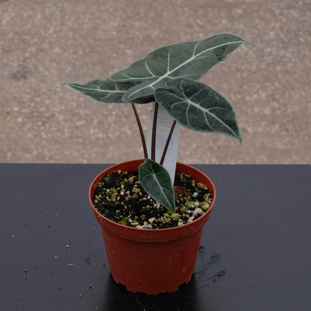 dragon tooth succulent Alocasia longiloba 'Dragon's Tooth'