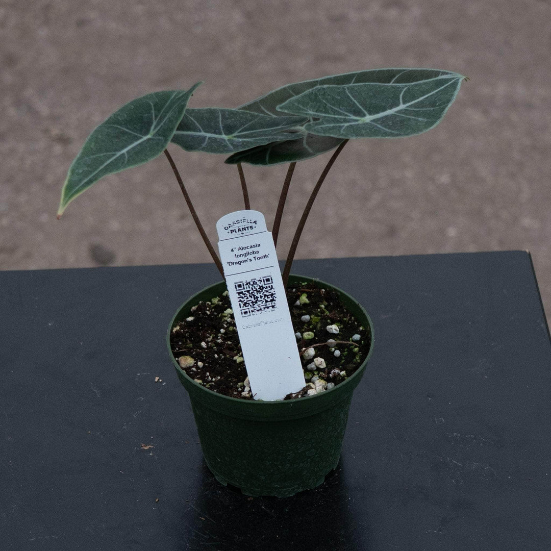 Gabriella Plants Alocasia 4" Alocasia longiloba 'Dragon's Tooth'