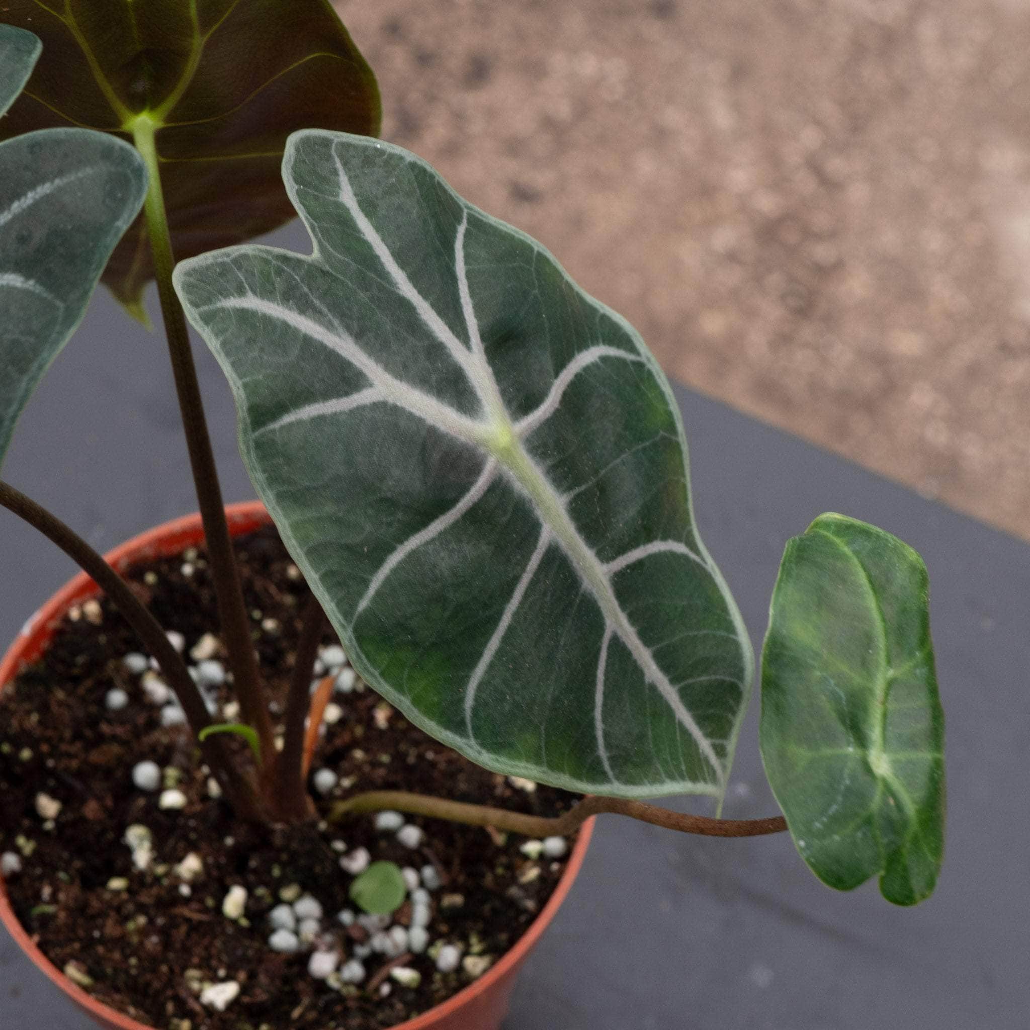 Alocasia longiloba 'Purple Vein' - Gabriella Plants