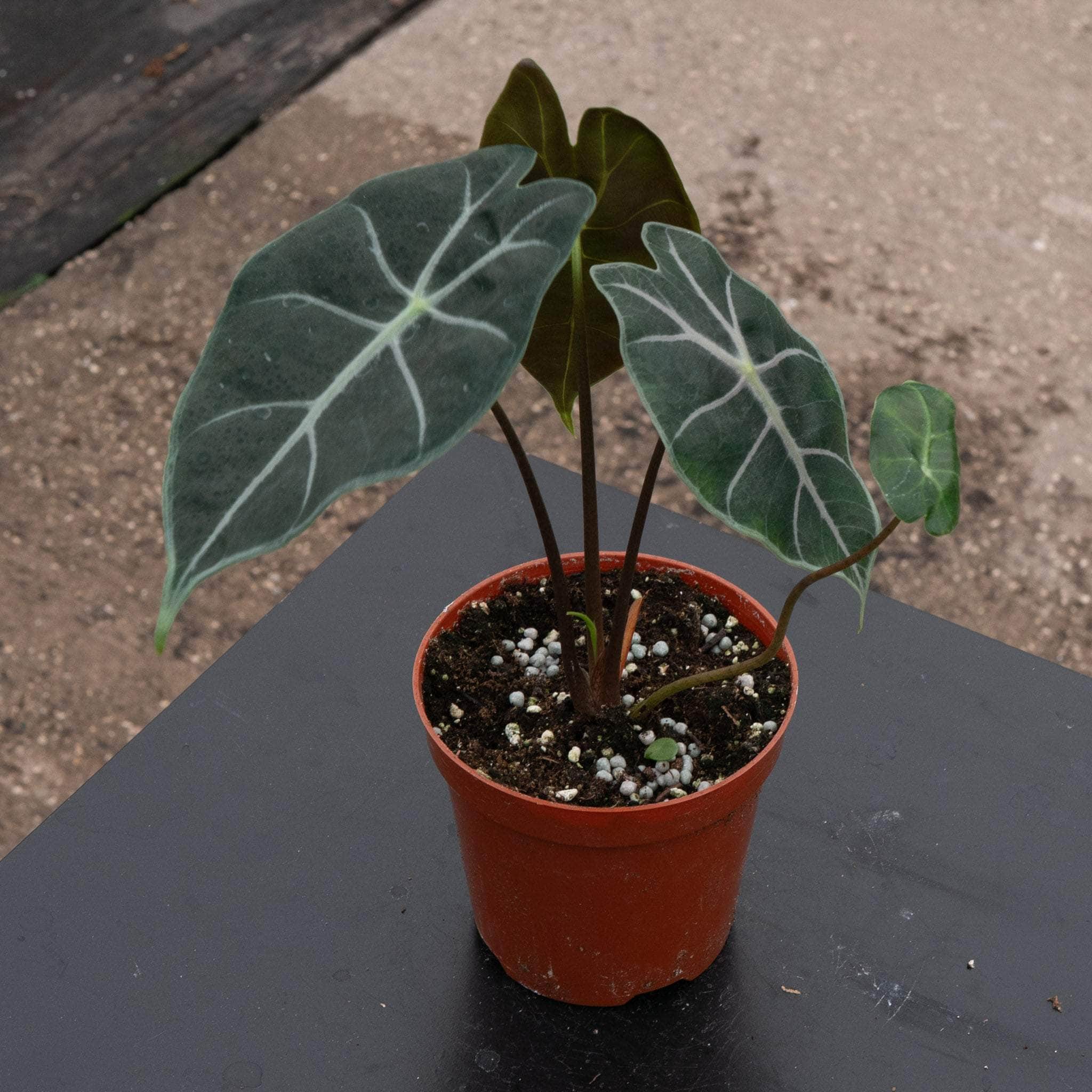 Alocasia longiloba 'Purple Vein' - Gabriella Plants