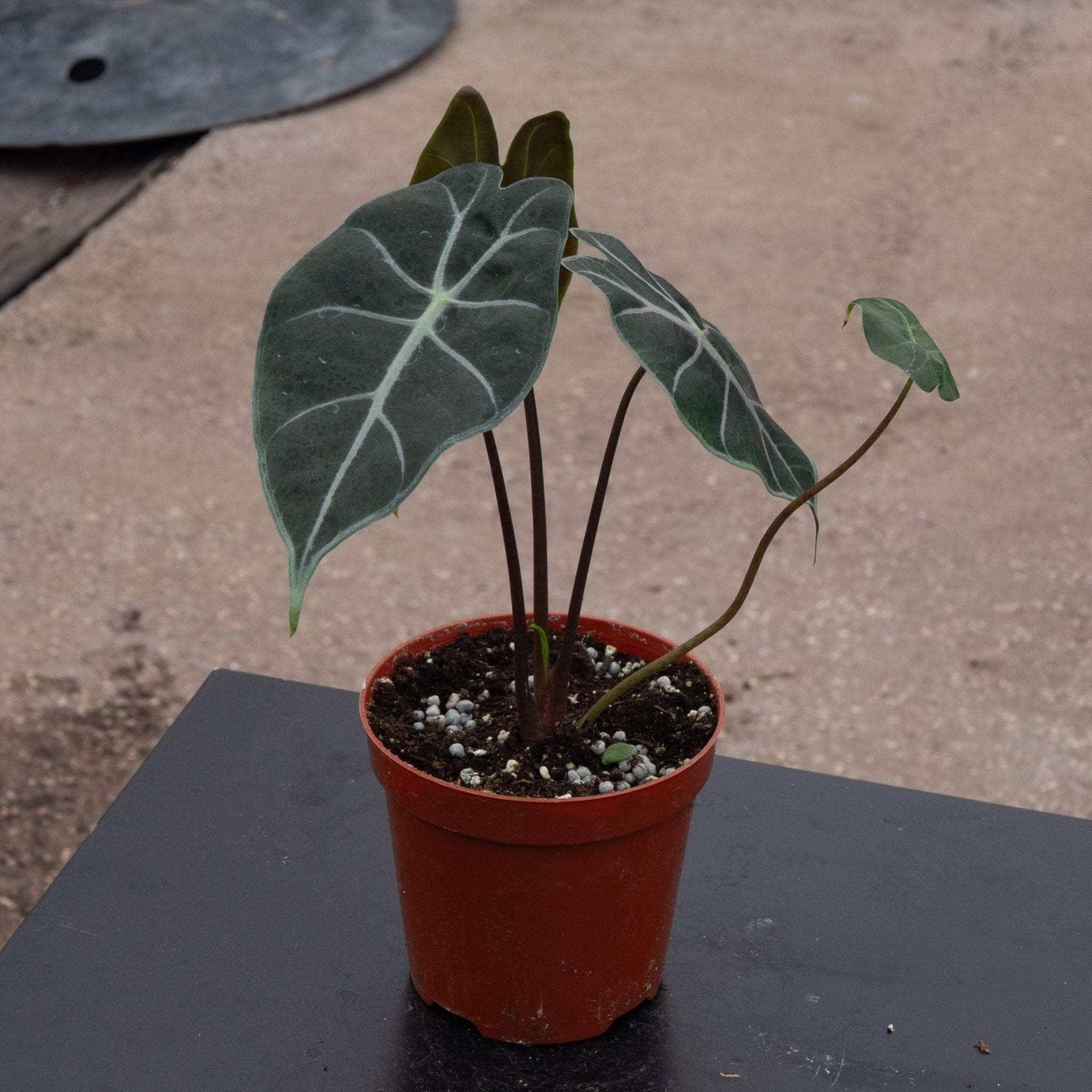 Alocasia longiloba 'Purple Vein' - Gabriella Plants