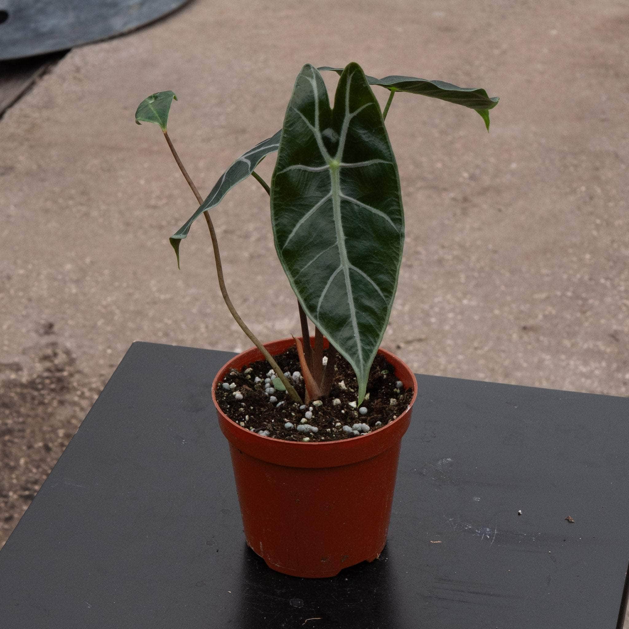 『SALE』Alocasia Longloba var(TC) 【7-4】 Alocasia longiloba 'Purple Vein' - Gabriella Plants