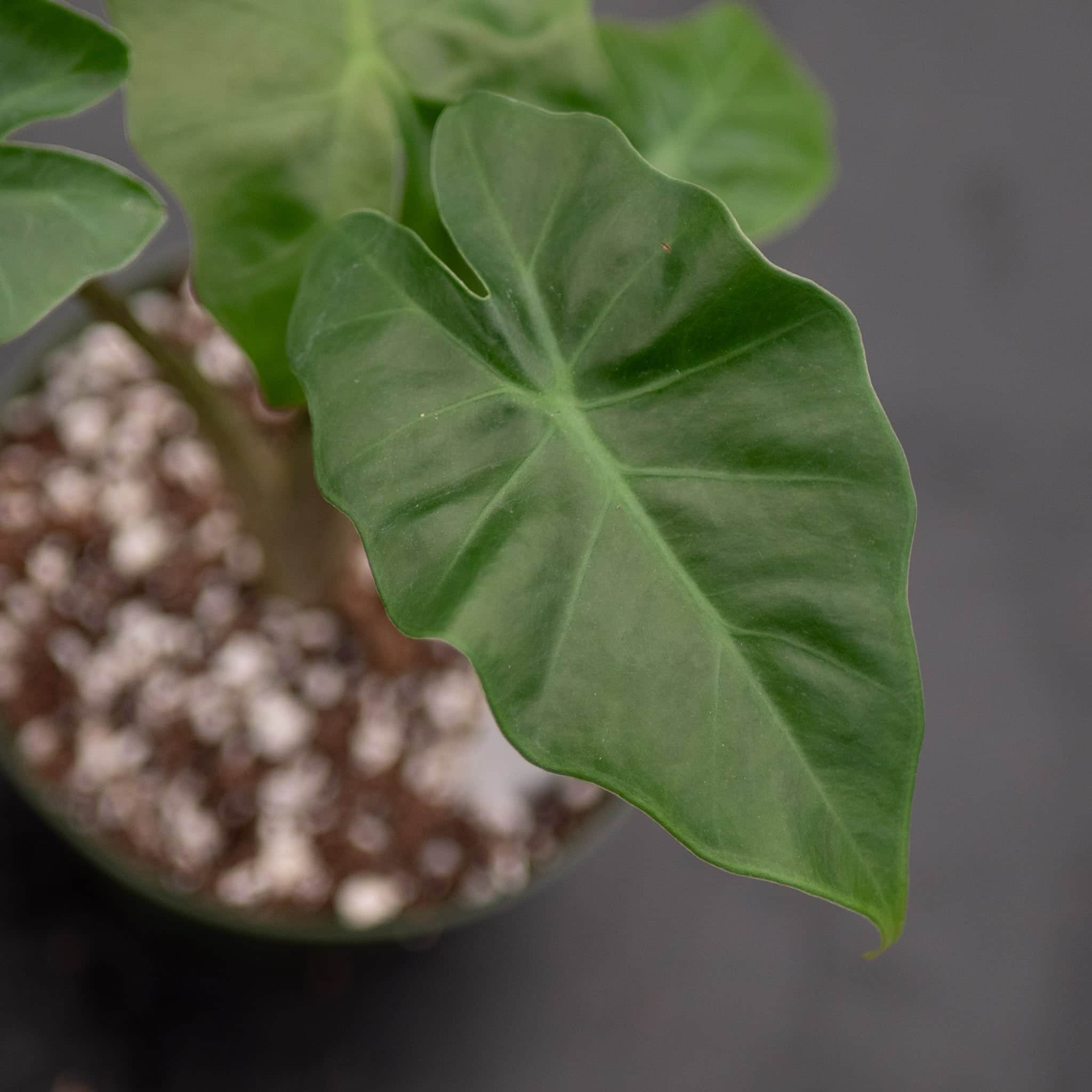 Alocasia 'Low Rider' - Gabriella Plants