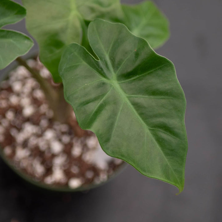 Gabriella Plants Alocasia Alocasia 'Low Rider'