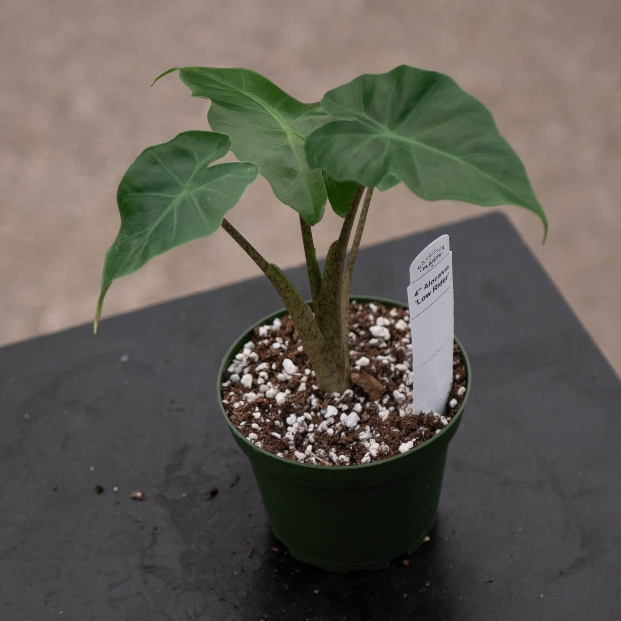 Alocasia 'Low Rider' - Gabriella Plants
