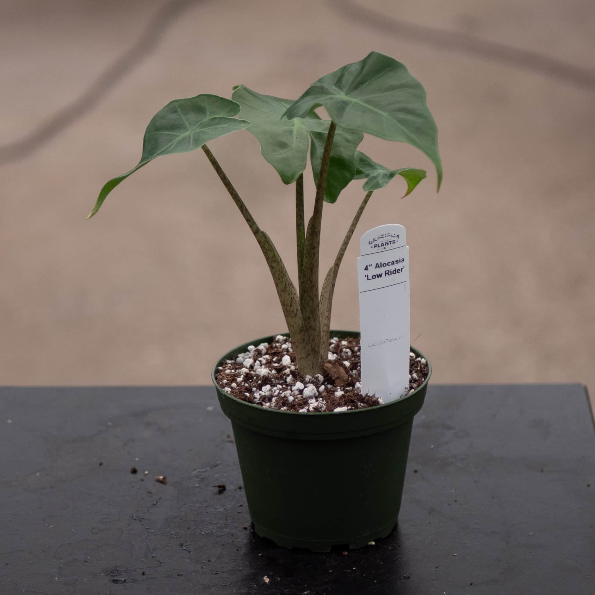 Alocasia 'Low Rider' - Gabriella Plants