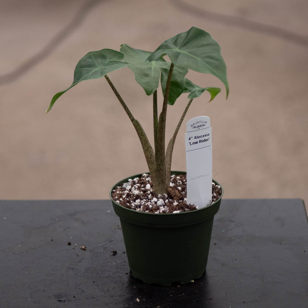Gabriella Plants Alocasia Alocasia 'Low Rider'