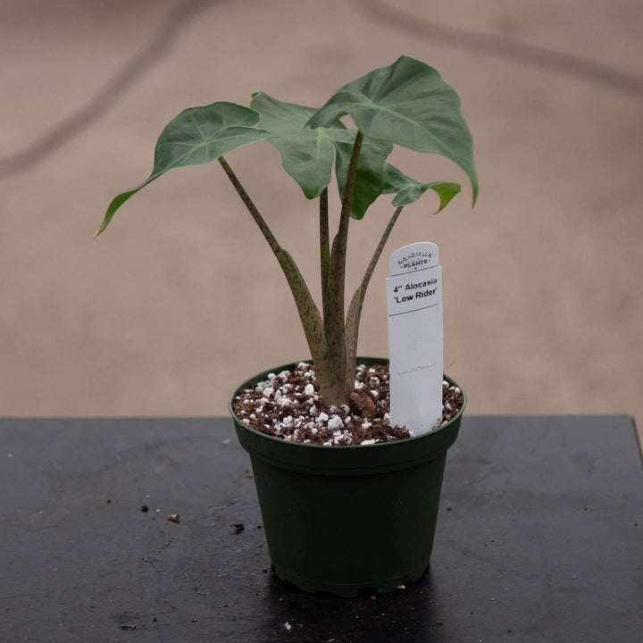 Gabriella Plants Alocasia Alocasia 'Low Rider'