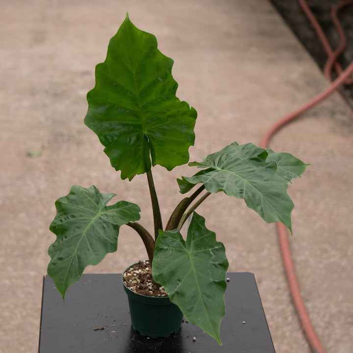 Gabriella Plants Alocasia Alocasia &