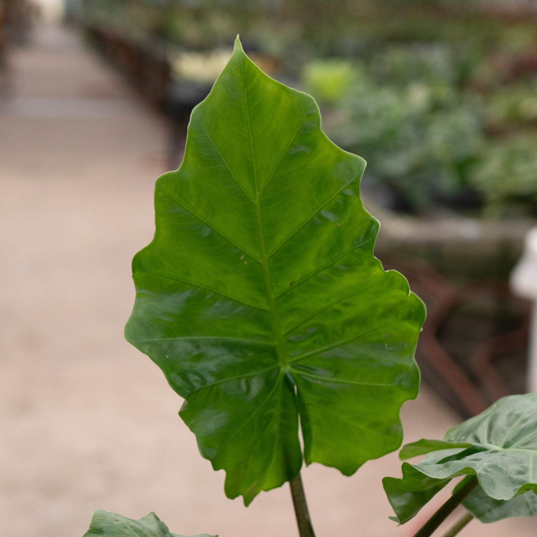 Gabriella Plants Alocasia Alocasia &