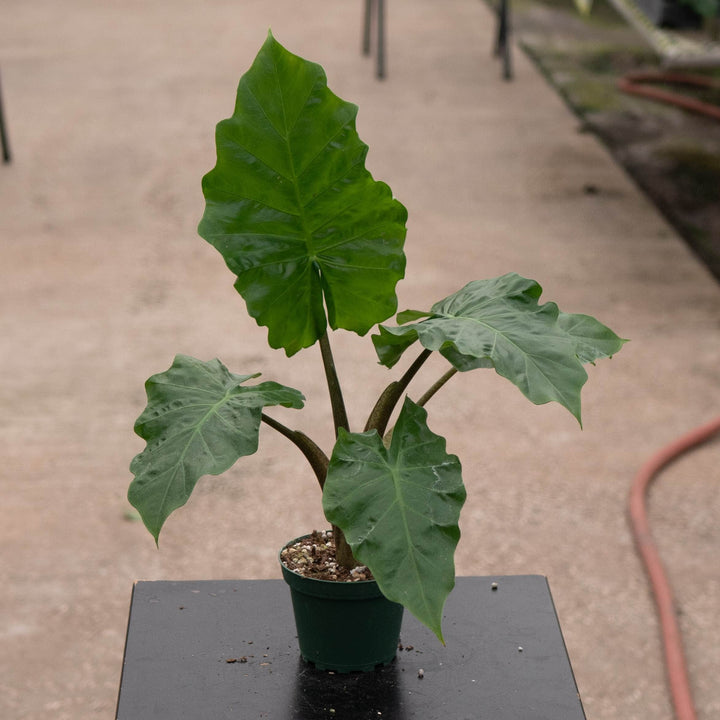 Gabriella Plants Alocasia Alocasia &