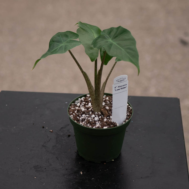 Gabriella Plants Alocasia 4" Alocasia 'Low Rider'