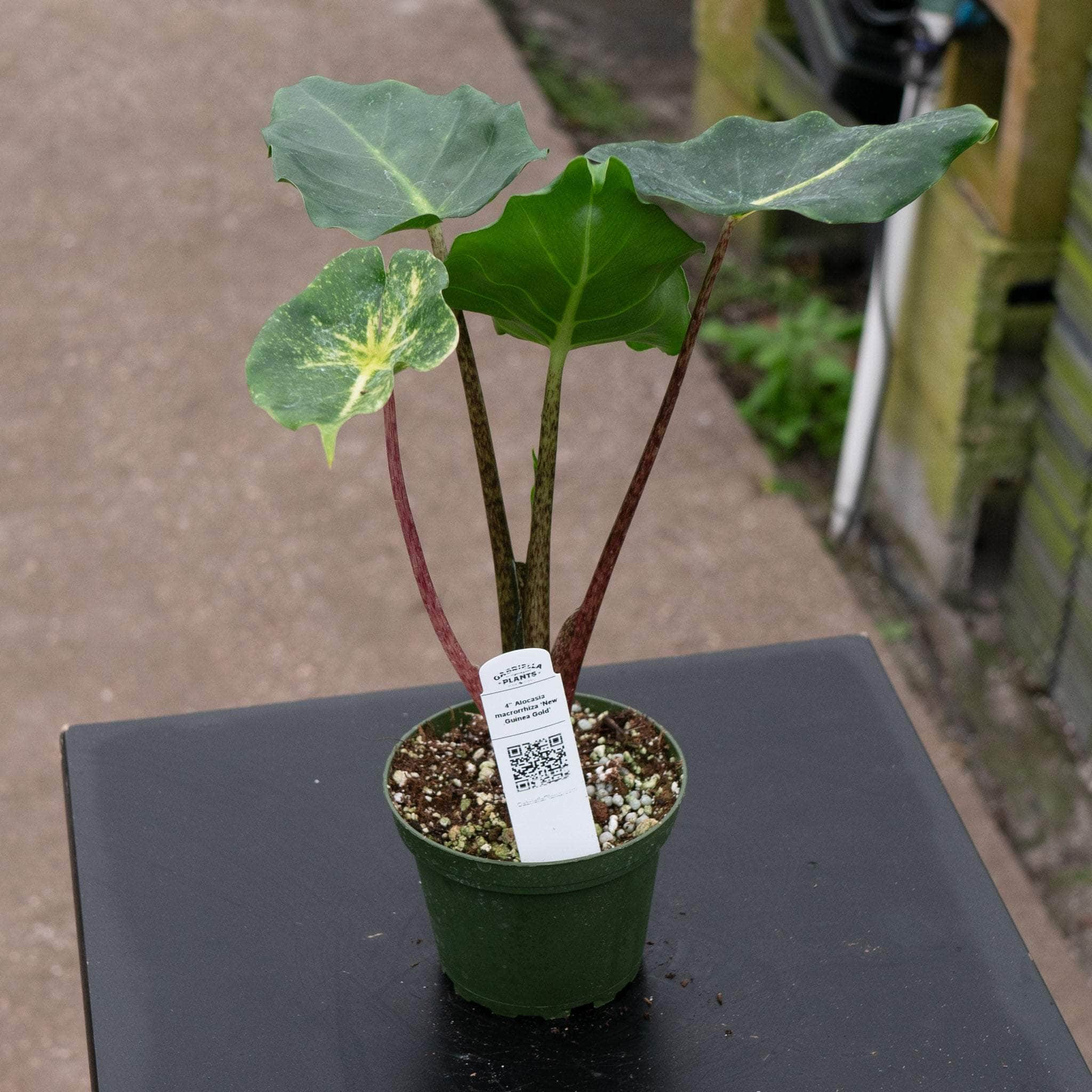 Alocasia macrorrhiza 'New Guinea Gold' - Gabriella Plants